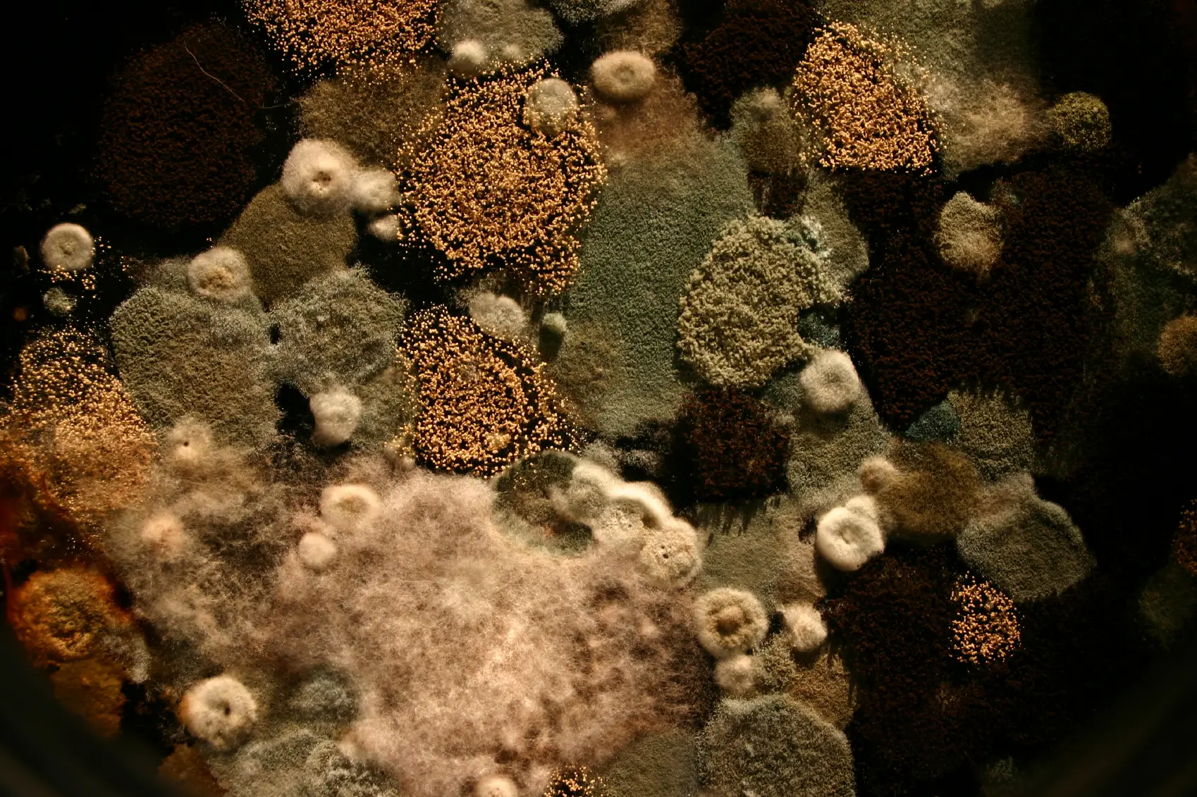 Mold Warning Signs: How to Tell if You Have a Mold Problem