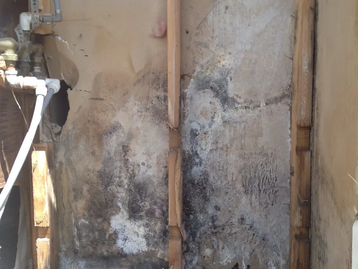 Mold and The Dangers of Hoarding